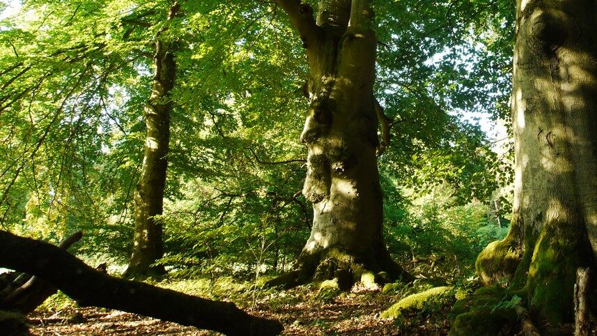 Waldputztag im Forstbezirk Schönbuch