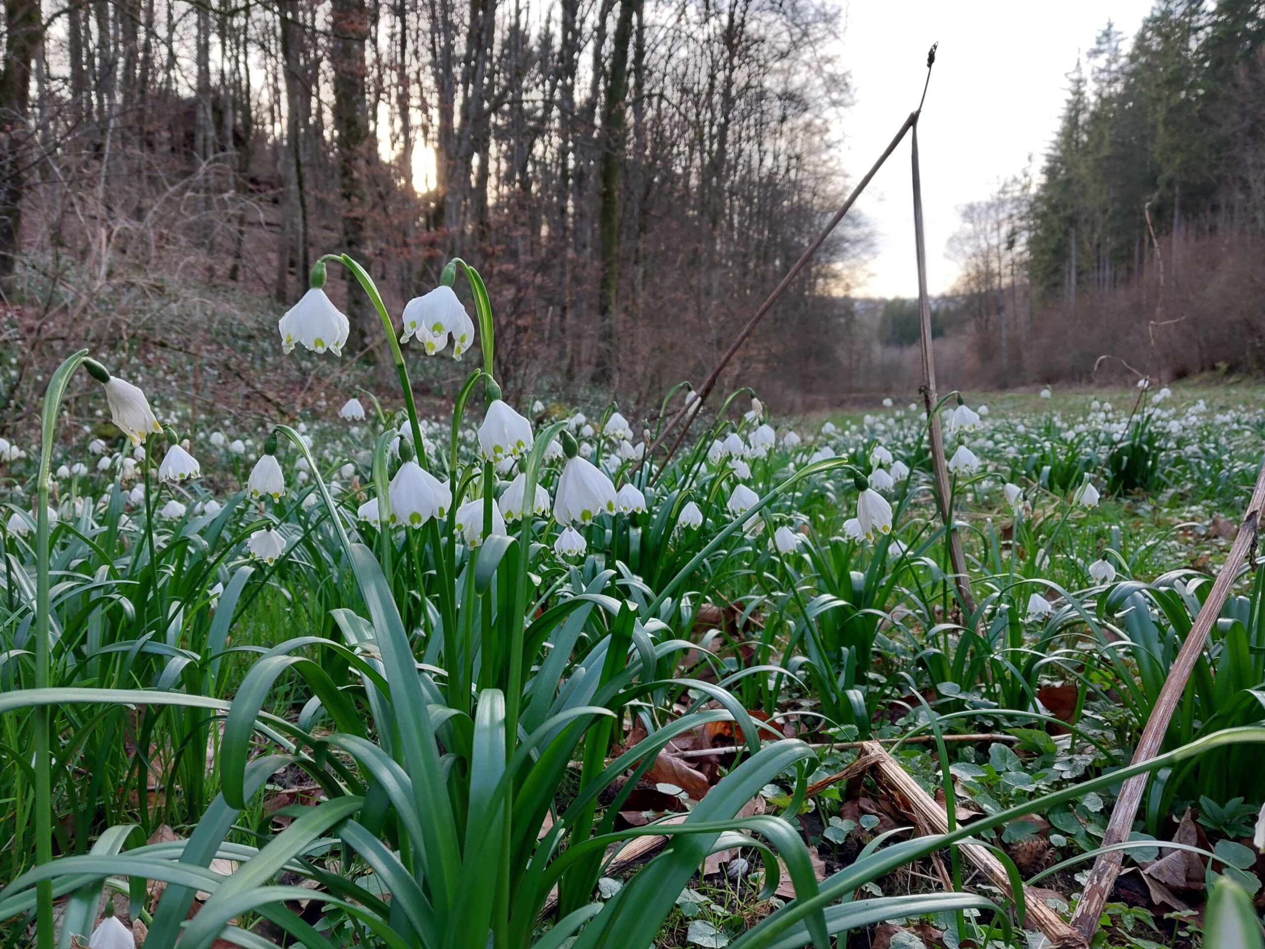 Waldputzaktion ForstBW und BUND Ulm - Sporthalle Ulm Nord