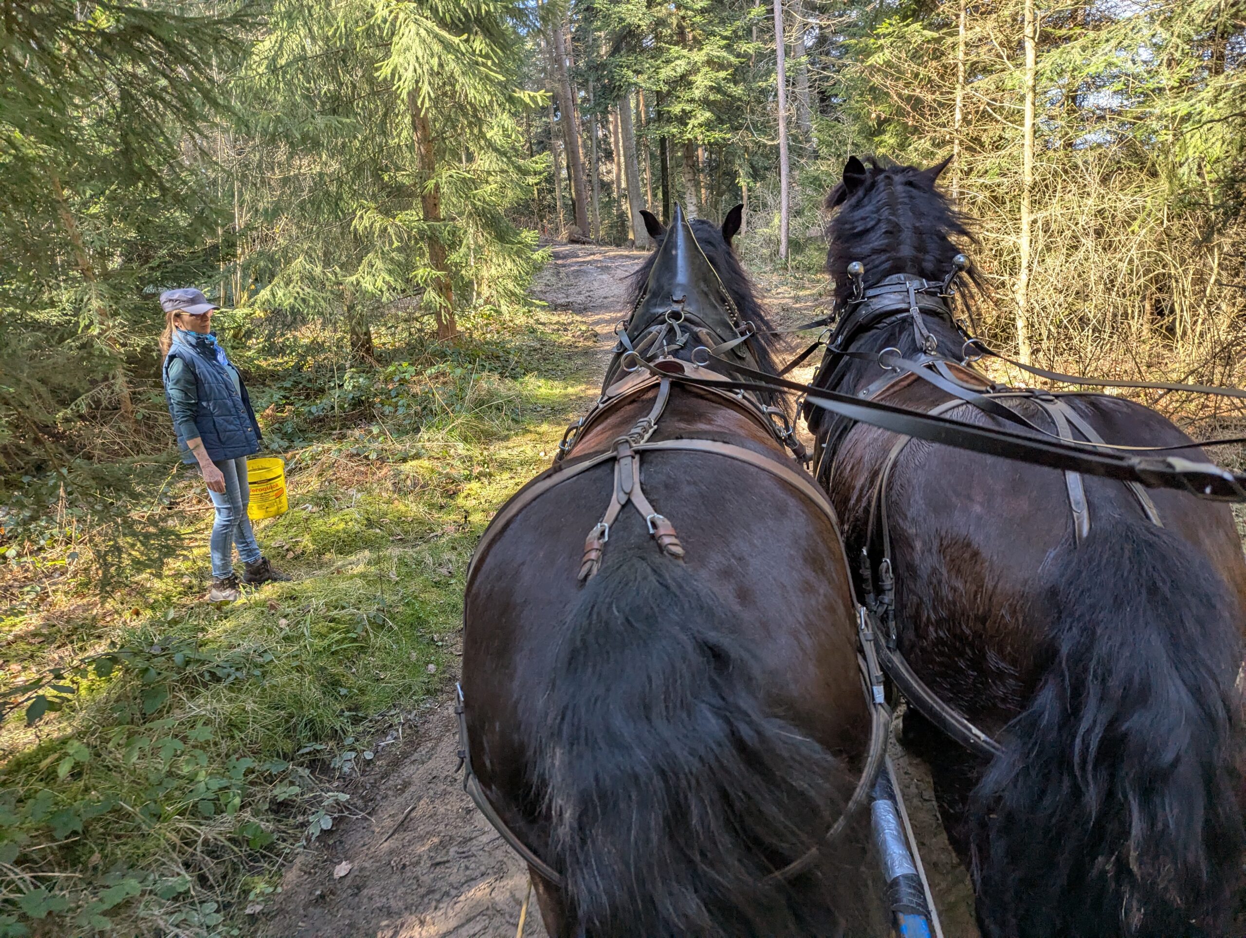 Müllsammeln mit dem Pferdegespann
