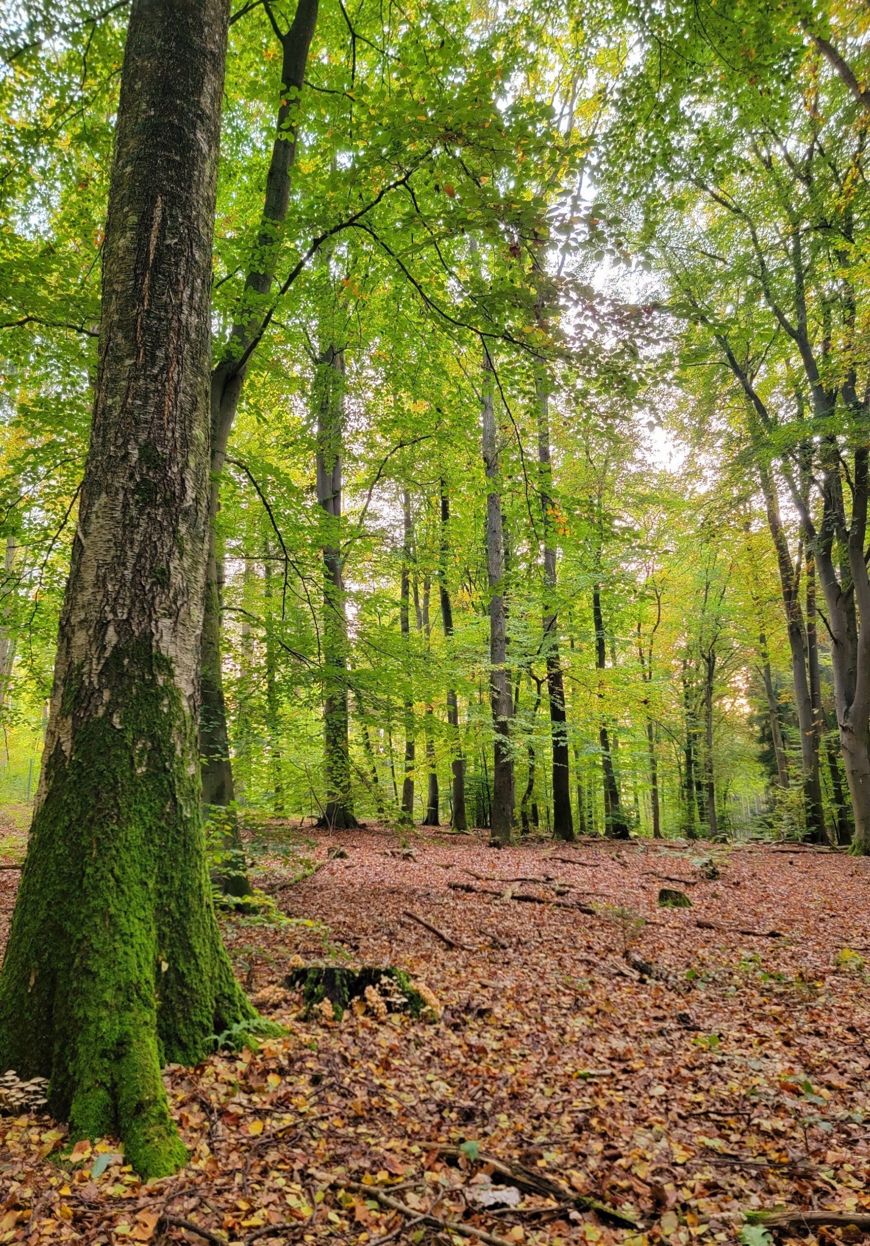 Waldputztag, für weniger Müll im Selmsdorfer Wald
