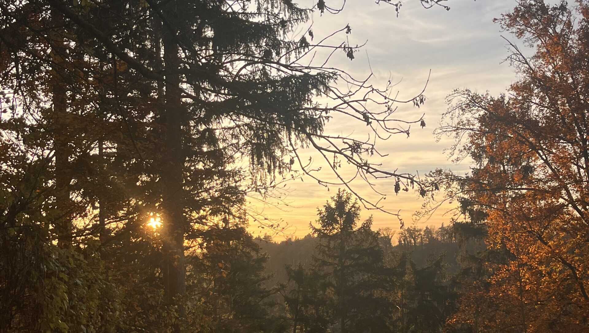 Waldputztag bei den NABU Naturdetektiven