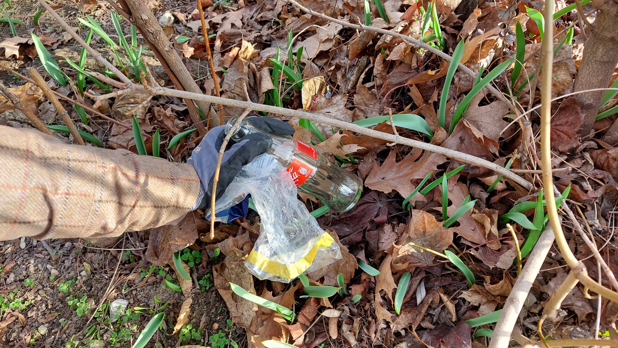 Waldputz an der Drillingskiefer Helmstedt